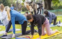 Hello Critter Goat Yoga at The Arboretum